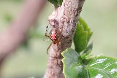 Theridion pictum