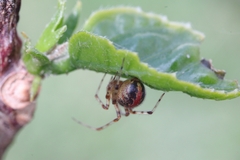 Theridion pictum