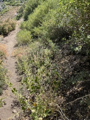 Sidalcea hickmanii parishii