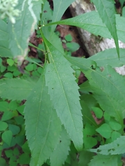 Eupatorium sessilifolium