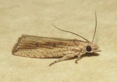 Bactra maiorina