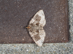 Gandaritis atricolorata