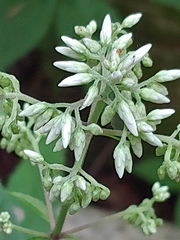 Eupatorium sessilifolium