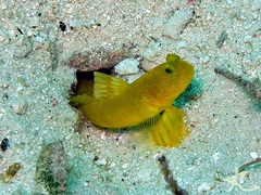 Cryptocentrus sericus