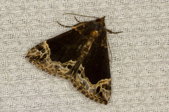 Hypena abalienalis