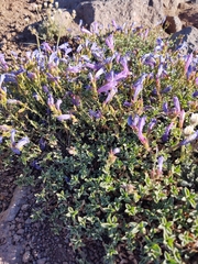 Penstemon davidsonii praeteritus