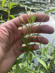 Epilobium pseudorubescens