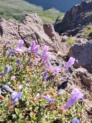 Penstemon davidsonii praeteritus