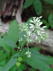 Eupatorium sessilifolium