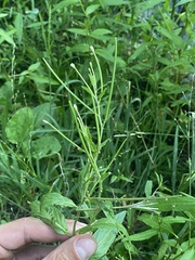 Epilobium pseudorubescens