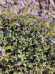 Penstemon davidsonii praeteritus