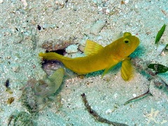 Cryptocentrus sericus