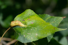 Pemphigus populinigrae