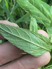 Epilobium pseudorubescens