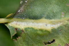 Pemphigus populinigrae