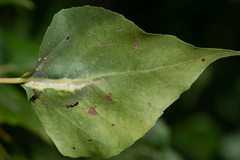 Pemphigus populinigrae