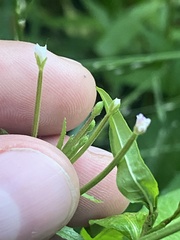 Epilobium pseudorubescens