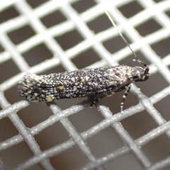 Glauce pectenalaeella