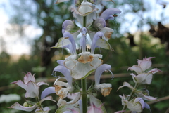 Salvia sclarea
