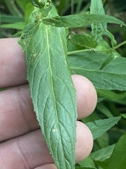 Epilobium pseudorubescens