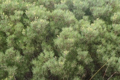 Leucadendron galpinii