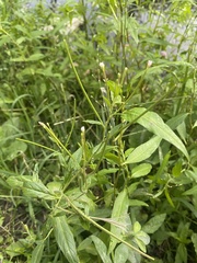 Epilobium pseudorubescens
