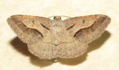 Digrammia subminiata