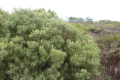 Leucadendron galpinii
