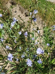 Cichorium intybus