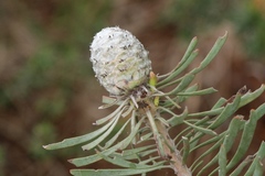 Leucadendron galpinii