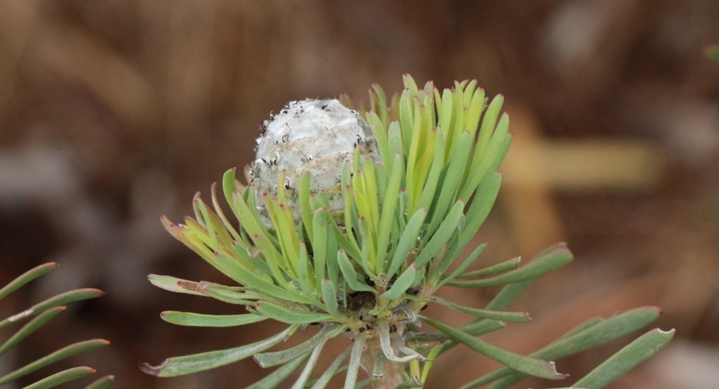Hairless Conebush
