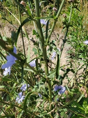 Cichorium intybus