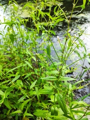 Epilobium pseudorubescens
