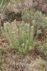 Leucadendron galpinii