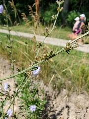 Cichorium intybus