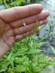 Epilobium pseudorubescens