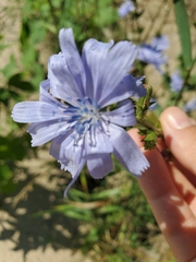 Cichorium intybus