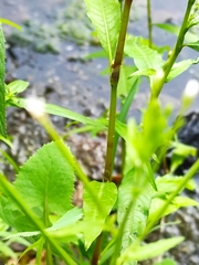 Epilobium pseudorubescens