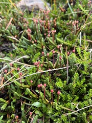 Cassiope tetragona