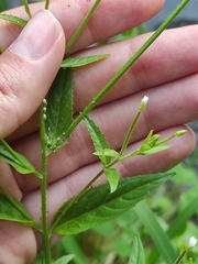 Epilobium pseudorubescens