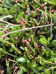 Cassiope tetragona