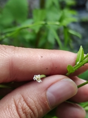 Epilobium pseudorubescens
