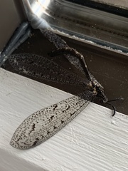 Brachynemurus nebulosus