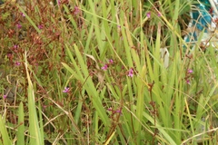 Pelargonium grossularioides
