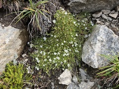 Cherleria arctica