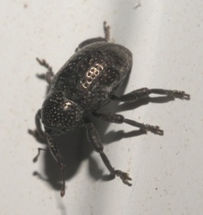 Chalcodermus aeneus