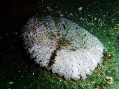 Actinostella bradleyi
