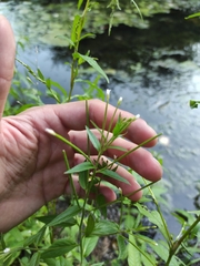 Epilobium pseudorubescens