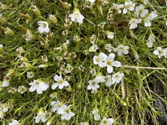 Cherleria arctica