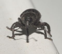 Chalcodermus aeneus